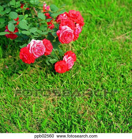 flower, tree, red rose, living thing, plant, outdoor View Large Photo Image Stock Image - flower, tree, red rose, living thing, plant, outdoor. Fotosearch