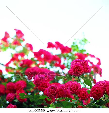 flower, tree, red rose, living thing, plant, outdoor View Large Photo Image Stock Photo - flower, tree, red rose, living thing, plant, outdoor. Fotosearch