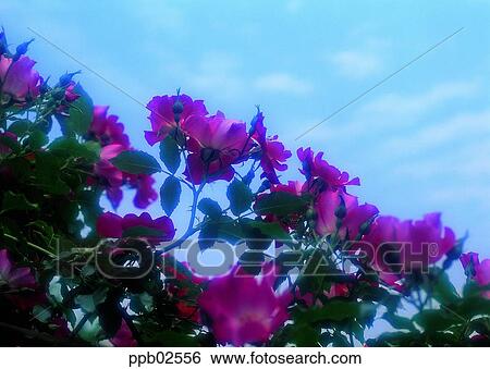 flower, tree, red rose, living thing, plant, outdoor View Large Photo Image Stock Photograph - flower, tree, red rose, living thing, plant, outdoor. Fotosearch