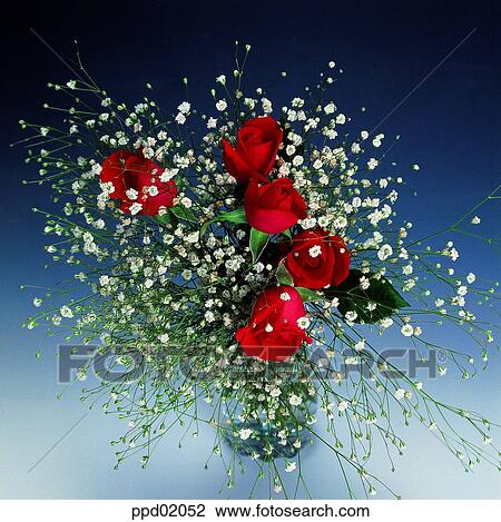 flower, tree, red rose, plant, baby's breath, nature View Large Photo Image Stock Image - flower, tree, red rose, plant, baby's breath, nature. Fotosearch
