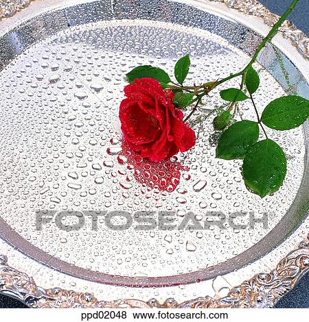 flower, tree, red rose, plant, indoor, nature View Large Photo Image Stock Photo - flower, tree, red rose, plant, indoor, nature. Fotosearch