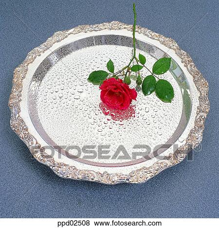 flower, tree, red rose, plant, indoor, nature View Large Photo Image Stock Photo - flower, tree, red rose, plant, indoor, nature. Fotosearch
