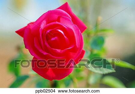 flower, tree, red rose, plant, nature, rose View Large Photo Image Picture - flower, tree, red rose, plant, nature, rose. Fotosearch