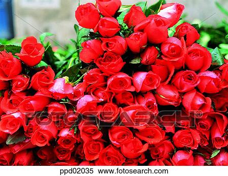 flower, tree, red rose, plant, nature, rose View Large Photo Image Stock Photography - flower, tree, red rose, plant, nature, rose. Fotosearch