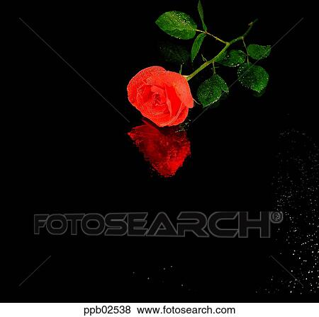 flower, tree, reflection, red rose, plant, nature View Large Photo Image Stock Photo - flower, tree, reflection, red rose, plant, nature. Fotosearch