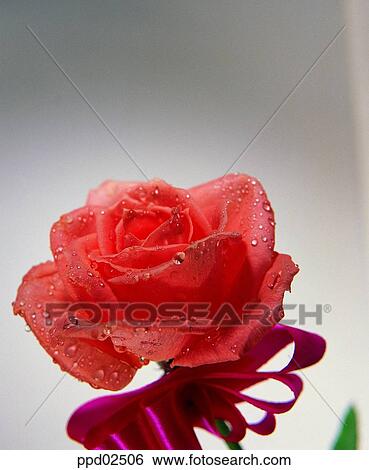 flower, tree, ribbon, water drop, living thing, plant View Large Photo Image Stock Photograph - flower, tree, ribbon, water drop, living thing, plant. Fotosearch
