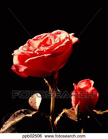 Stock Photograph - flower, tree, two blossoms, water drop, plant, dew. Fotosearch