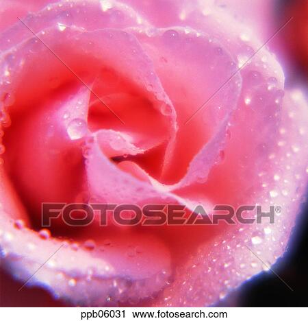 Stock Image - flower, tree, water drop, living thing, plant, dew. Fotosearch