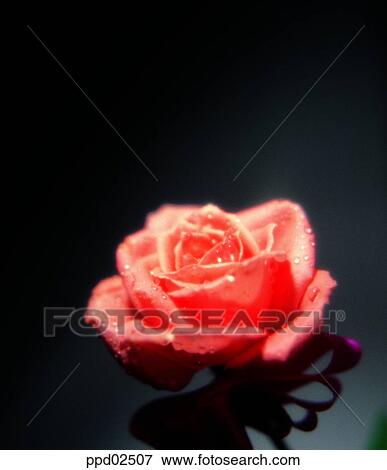 flower, tree, water drop, living thing, plant View Large Photo Image Stock Photo - flower, tree, water drop, living thing, plant. Fotosearch