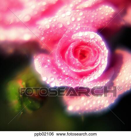 flower, tree, water drop, pink rose, plant, dew View Large Photo Image Stock Photograph - flower, tree, water drop, pink rose, plant, dew. Fotosearch
