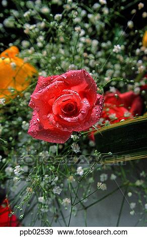 flower, tree, water drop, plant, baby's breath, some blossoms View Large Photo Image Stock Photo - flower, tree, water drop, plant, baby's breath, some blossoms. Fotosearch