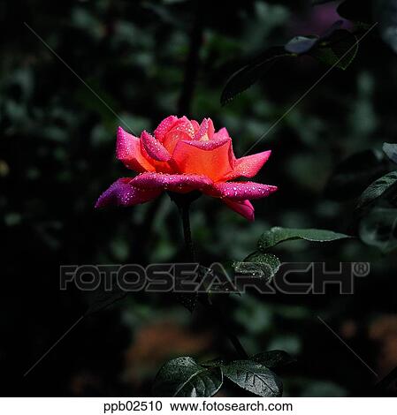 flower, tree, water drop, plant, dew, nature View Large Photo Image Stock Image - flower, tree, water drop, plant, dew, nature. Fotosearch