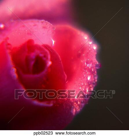 flower, tree, water drop, plant, dew, nature View Large Photo Image Stock Image - flower, tree, water drop, plant, dew, nature. Fotosearch