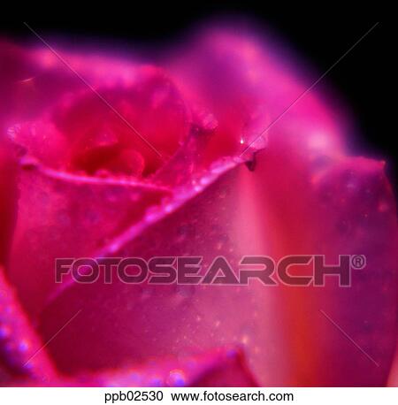 flower, tree, water drop, plant, dew, nature View Large Photo Image Stock Image - flower, tree, water drop, plant, dew, nature. Fotosearch