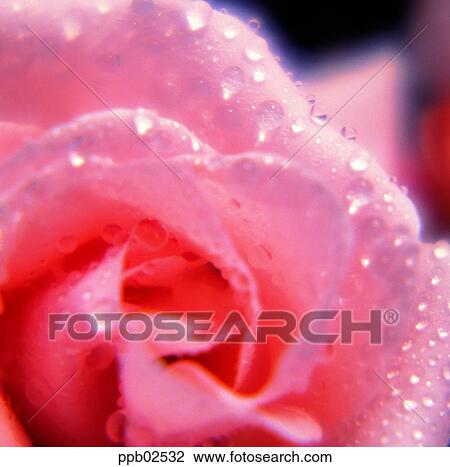 flower, tree, water drop, plant, dew, nature View Large Photo Image Stock Image - flower, tree, water drop, plant, dew, nature. Fotosearch