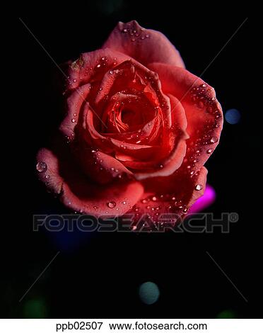 flower, tree, water drop, plant, dew, nature View Large Photo Image Stock Photo - flower, tree, water drop, plant, dew, nature. Fotosearch