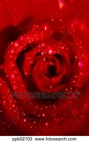 flower, tree, water drop, red rose, plant, dew View Large Photo Image Stock Image - flower, tree, water drop, red rose, plant, dew. Fotosearch