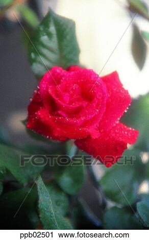 flower, tree, water drop, red rose, plant, dew View Large Photo Image Stock Image - flower, tree, water drop, red rose, plant, dew. Fotosearch