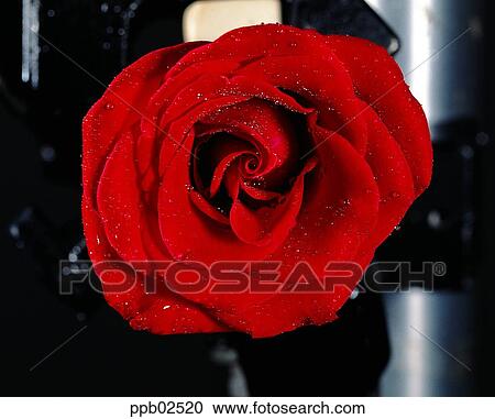 flower, tree, water drop, red rose, plant, dew View Large Photo Image Stock Image - flower, tree, water drop, red rose, plant, dew. Fotosearch