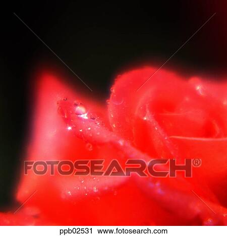 flower, tree, water drop, red rose, plant, dew View Large Photo Image Stock Image - flower, tree, water drop, red rose, plant, dew. Fotosearch