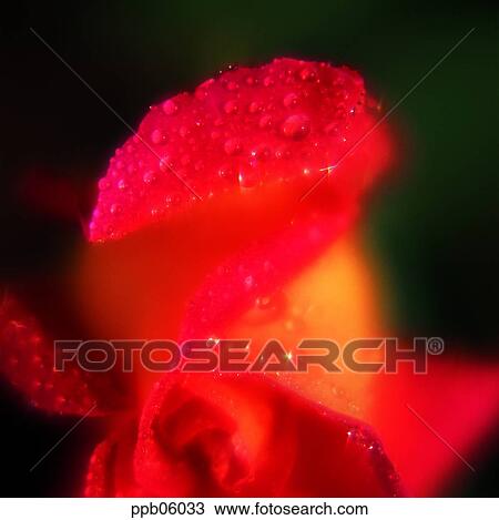 flower, tree, water drop, red rose, living thing, plant View Large Photo Image Stock Image - flower, tree, water drop, red rose, living thing, plant. Fotosearch