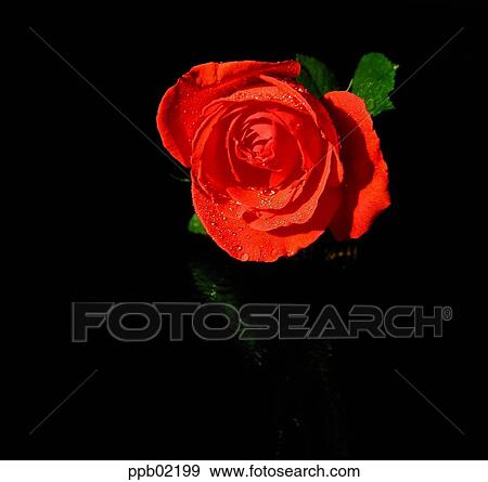 flower, tree, water drop, red rose, plant, dew View Large Photo Image Stock Photo - flower, tree, water drop, red rose, plant, dew. Fotosearch