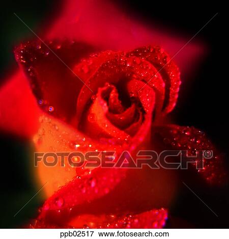 flower, tree, water drop, red rose, plant, dew View Large Photo Image Stock Photo - flower, tree, water drop, red rose, plant, dew. Fotosearch