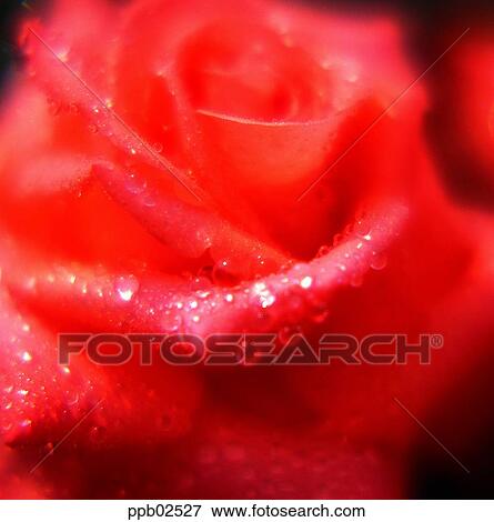 flower, tree, water drop, red rose, plant, dew View Large Photo Image Stock Photo - flower, tree, water drop, red rose, plant, dew. Fotosearch