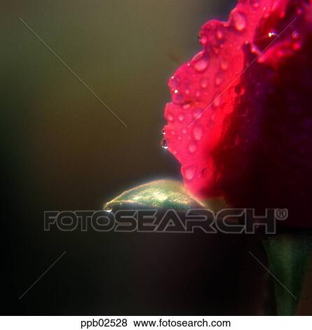 flower, tree, water drop, red rose, plant, dew View Large Photo Image Stock Photo - flower, tree, water drop, red rose, plant, dew. Fotosearch