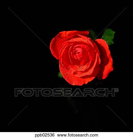 flower, tree, water drop, red rose, plant, dew View Large Photo Image Stock Photograph - flower, tree, water drop, red rose, plant, dew. Fotosearch
