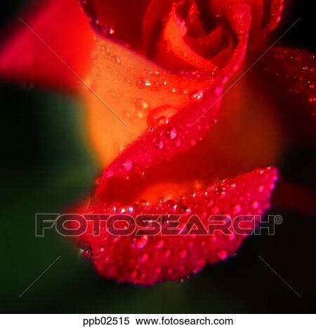 flower, tree, water drop, red rose, plant, dew View Large Photo Image Stock Photography - flower, tree, water drop, red rose, plant, dew. Fotosearch