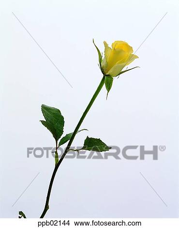 flower, tree, yellow rose, plant, nature, rose View Large Photo Image Picture - flower, tree, yellow rose, plant, nature, rose. Fotosearch