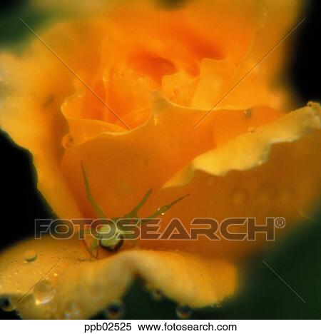 flower, tree, yellow rose, water drop, plant, dew View Large Photo Image Stock Photography - flower, tree, yellow rose, water drop, plant, dew. Fotosearch