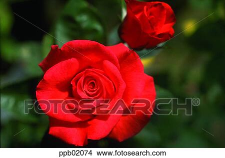 flower, two blossoms, red rose, plant, nature, rose View Large Photo Image Picture - flower, two blossoms, red rose, plant, nature, rose. Fotosearch