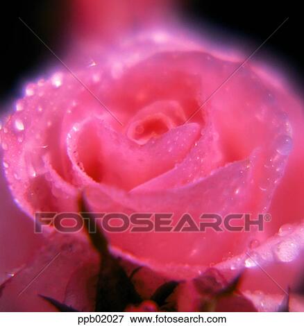 flower, water drop, plant, dew, nature, rose View Large Photo Image Stock Photo - flower, water drop, plant, dew, nature, rose. Fotosearch