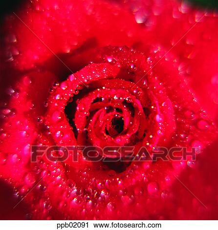 flower, water drop, red rose, plant, dew, nature View Large Photo Image Stock Image - flower, water drop, red rose, plant, dew, nature. Fotosearch