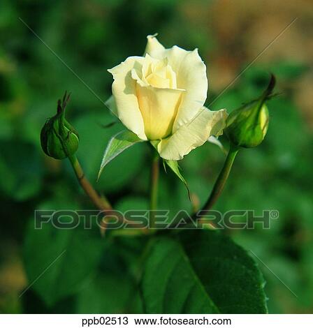 flower, white rose, plant, nature, rose, rose View Large Photo Image Stock Image - flower, white rose, plant, nature, rose, rose. Fotosearch