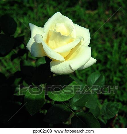 flower, white rose, plant, nature, rose, rose View Large Photo Image Stock Photo - flower, white rose, plant, nature, rose, rose. Fotosearch