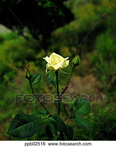 flower, white rose, plant, nature, rose, rose View Large Photo Image Stock Photograph - flower, white rose, plant, nature, rose, rose. Fotosearch