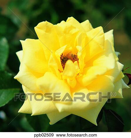 Stock Photo - flower, yellow rose, plant, nature, rose, rose. Fotosearch