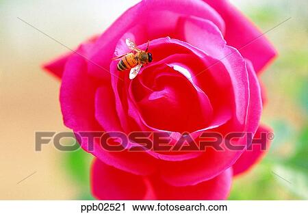 insect, bug, flower, bee, insect, red rose View Large Photo Image Stock Image - insect, bug, flower, bee, insect, red rose. Fotosearch
