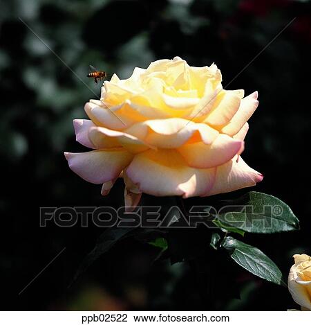 insect, bug, flower, white rose, bee, insect View Large Photo Image Stock Image - insect, bug, flower, white rose, bee, insect. Fotosearch