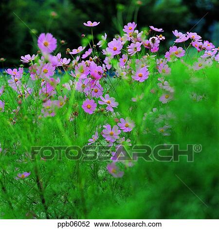 Champ Fleur Fleur Fleur Sauvage Jour Fleur Image Rose Couleur Automne Banque Dimage