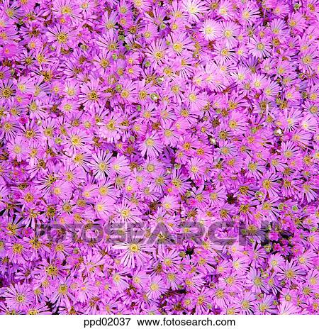 chrysanthemum, mum, flower, bouquet, bunch of flowers, flower image, day View Large Photo Image Stock Photo - chrysanthemum, mum, flower, bouquet, bunch of flowers, flower image, day. Fotosearch