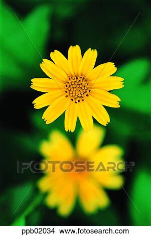 chrysanthemum, mum, flower, flower image, day, yellow flower, yellow color View Large Photo Image Picture - chrysanthemum, mum, flower, flower image, day, yellow flower, yellow color. Fotosearch