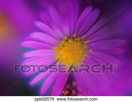 Stock Photo - chrysanthemum, mum, flower, flower image, day, pink color. Fotosearch
