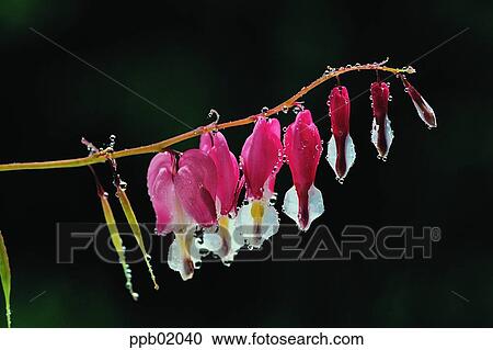 Stock Image - dicentra, bleeding heart, flower, flower image, day, plant. Fotosearch