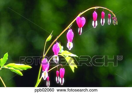 Stock Image - dicentra, bleeding heart, flower, flower image, day, plant. Fotosearch