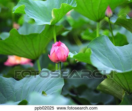 flower, flower bud, flower image, day, plant, outdoor View Large Photo Image Stock Photography - flower, flower bud, flower image, day, plant, outdoor. Fotosearch