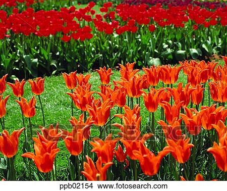 flower, flower garden, flower image, day, plant, outdoor View Large Photo Image Picture - flower, flower garden, flower image, day, plant, outdoor. Fotosearch